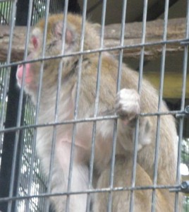 Mill Mountain Zoo photo of monkey