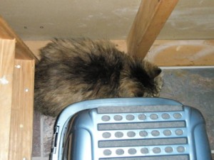 emma Emma behind the litter box